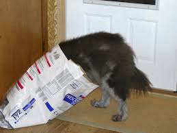 Dog Food Portions