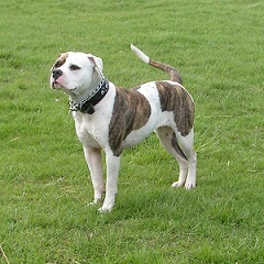 The American Bulldog