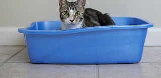 Litter box training your cat