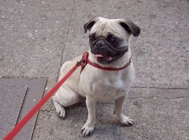 Leash training your puppy