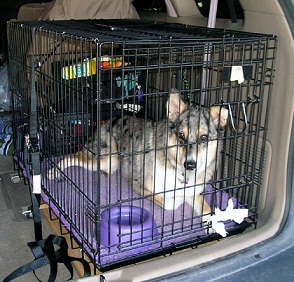 How to crate train your dog