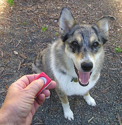 Clicker training