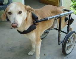 Treating Hip Dysplasia in Dogs