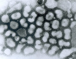 Canine Influenza
