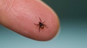 Lyme disease