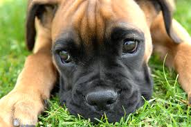Five Tips For Naming Your Puppy