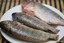 Tumors in tropical fish