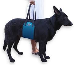 Coping with Arthritis in Your Dog