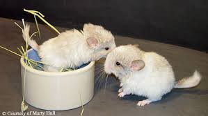 Chinchillas make excellent pets