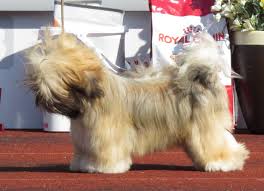 Common Health Issues With The Shih Tzu