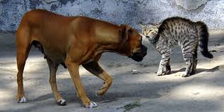 A dog that only a cat could love