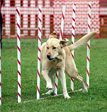 Dog Obedience Tips