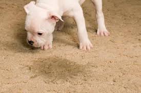 How can I remove pet urine stains and odor from my carpet