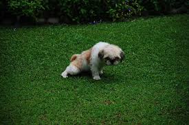 Housebreaking your dog