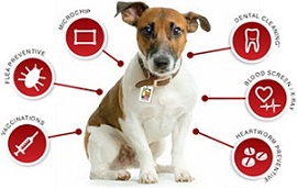 What is pet insurance?