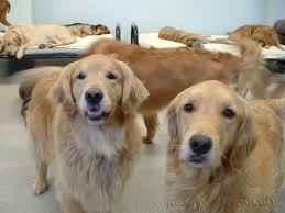 What is a pet massage