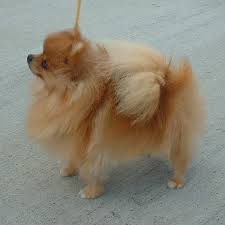 The Pomeranian