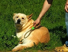 Proper Dog Care