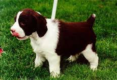Your Puppies First Grooming Visit