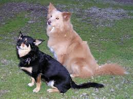 Six dog breeds you may not know about