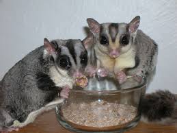 Sugar Gliders as pets