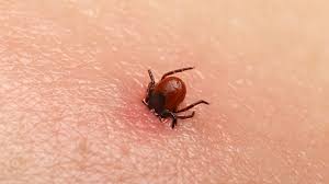 Ticks and How to Remove Them From Your Dog